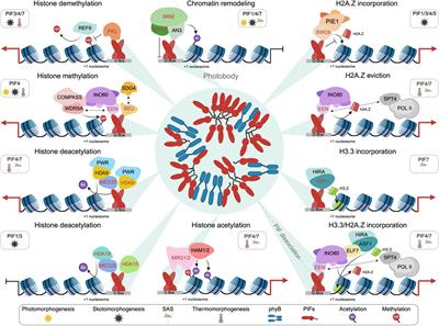 PIF transcription factors-versatile plant epigenome landscapers
